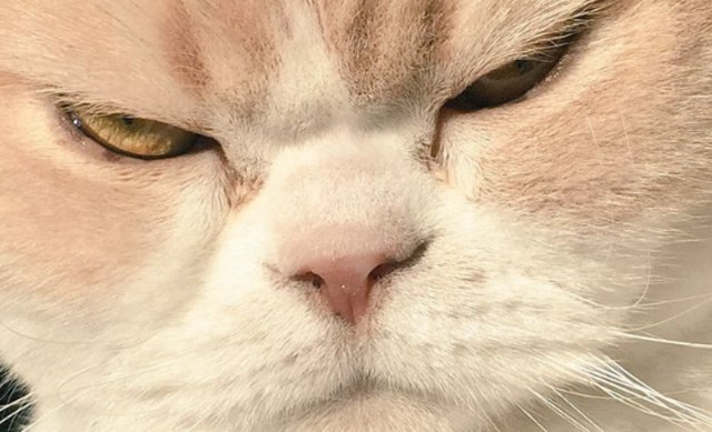 Estos son los gatos más enojados del mundo