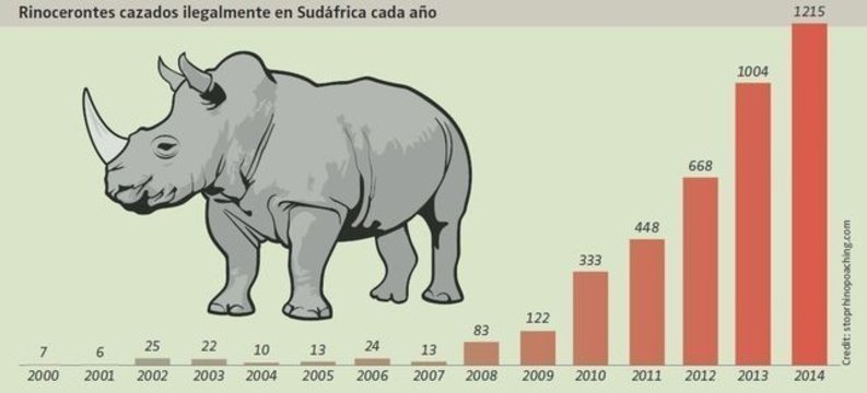 Cortan los cuernos a los rinocerontes para que no los maten