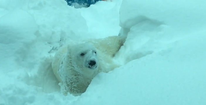 Los animales del Zoo de fiesta con la nieve