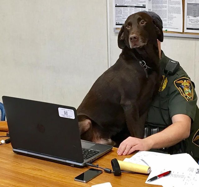 Un perro hizo que una sesión de fotos fuera adorablemente ¡imposible!