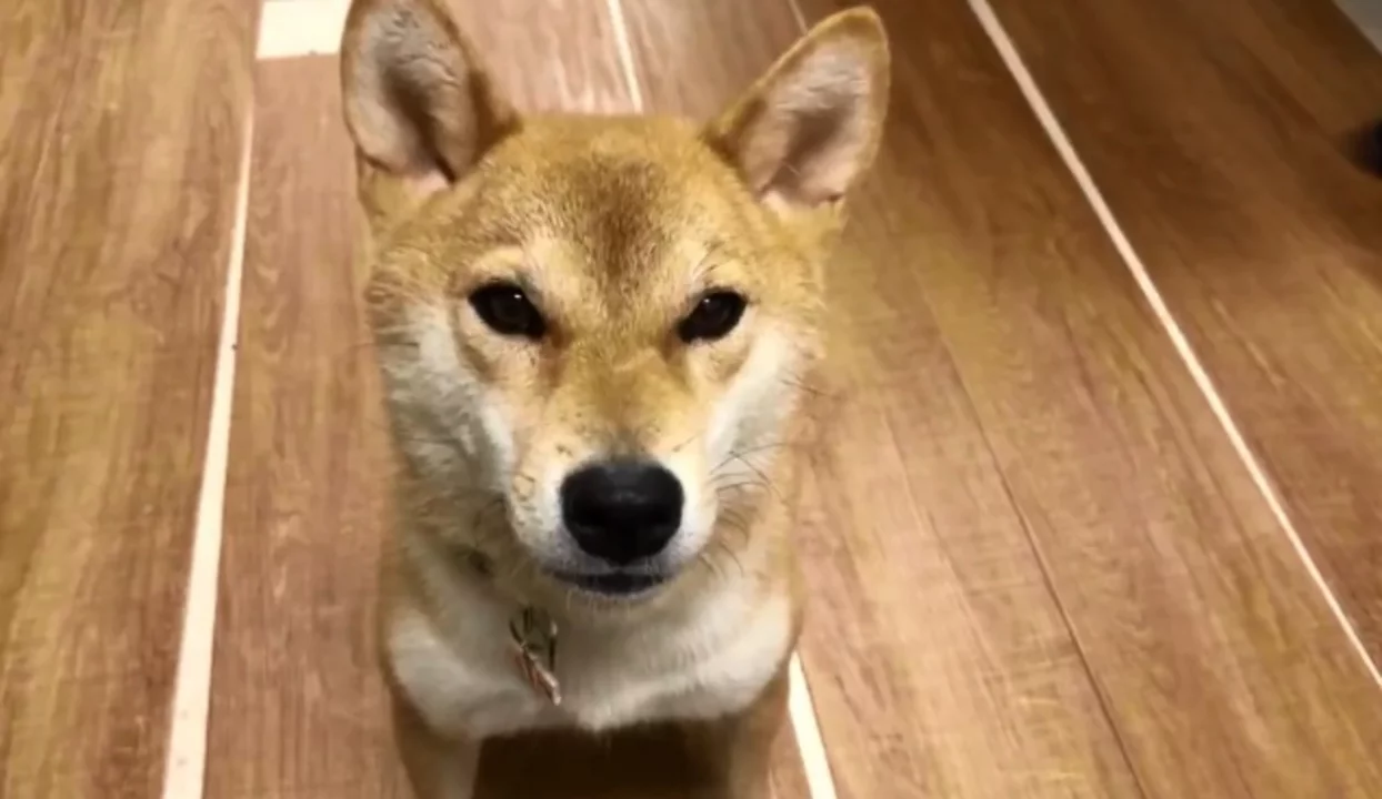 Increíble video viral de perro que dice "comer" y "hamburguesa"