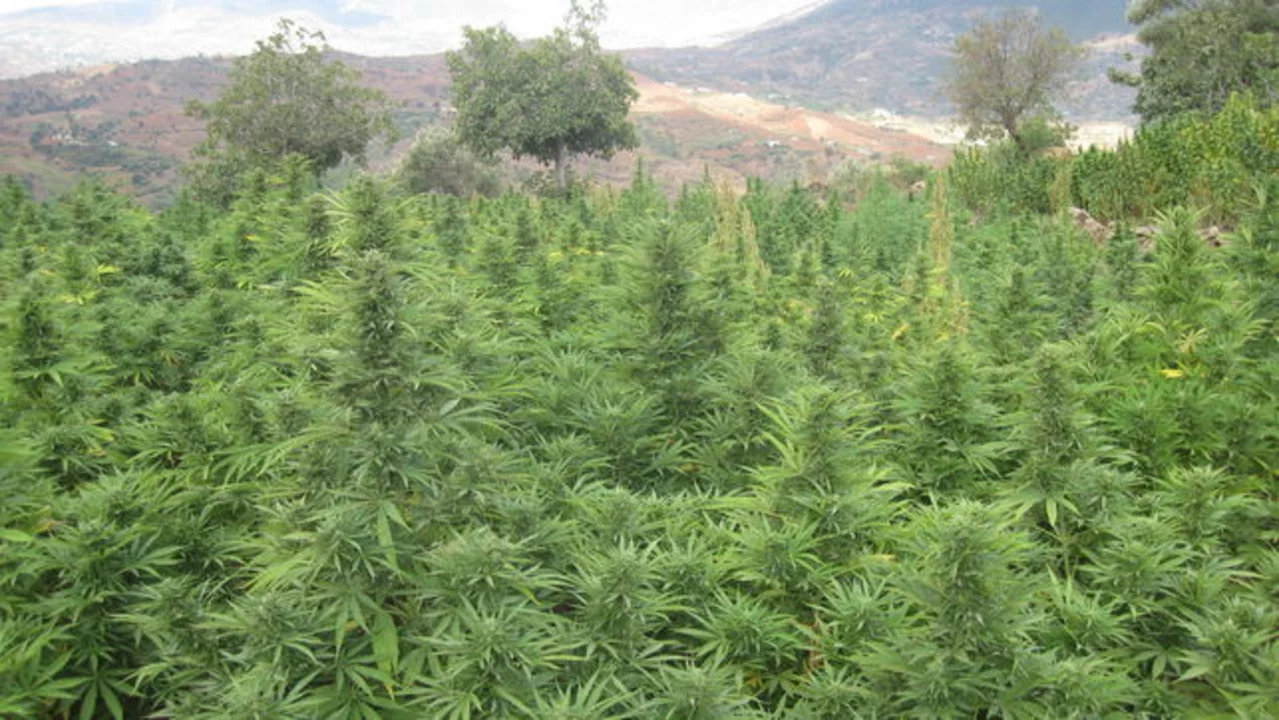 Instalarán en Jujuy la plantación de marihuana más grande del mundo