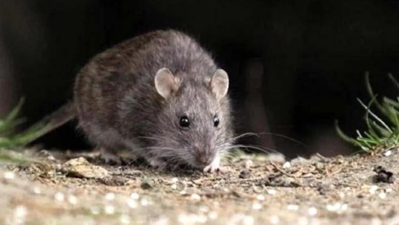 Confirman el quinto caso de hantavirus en la provincia de Buenos Aires