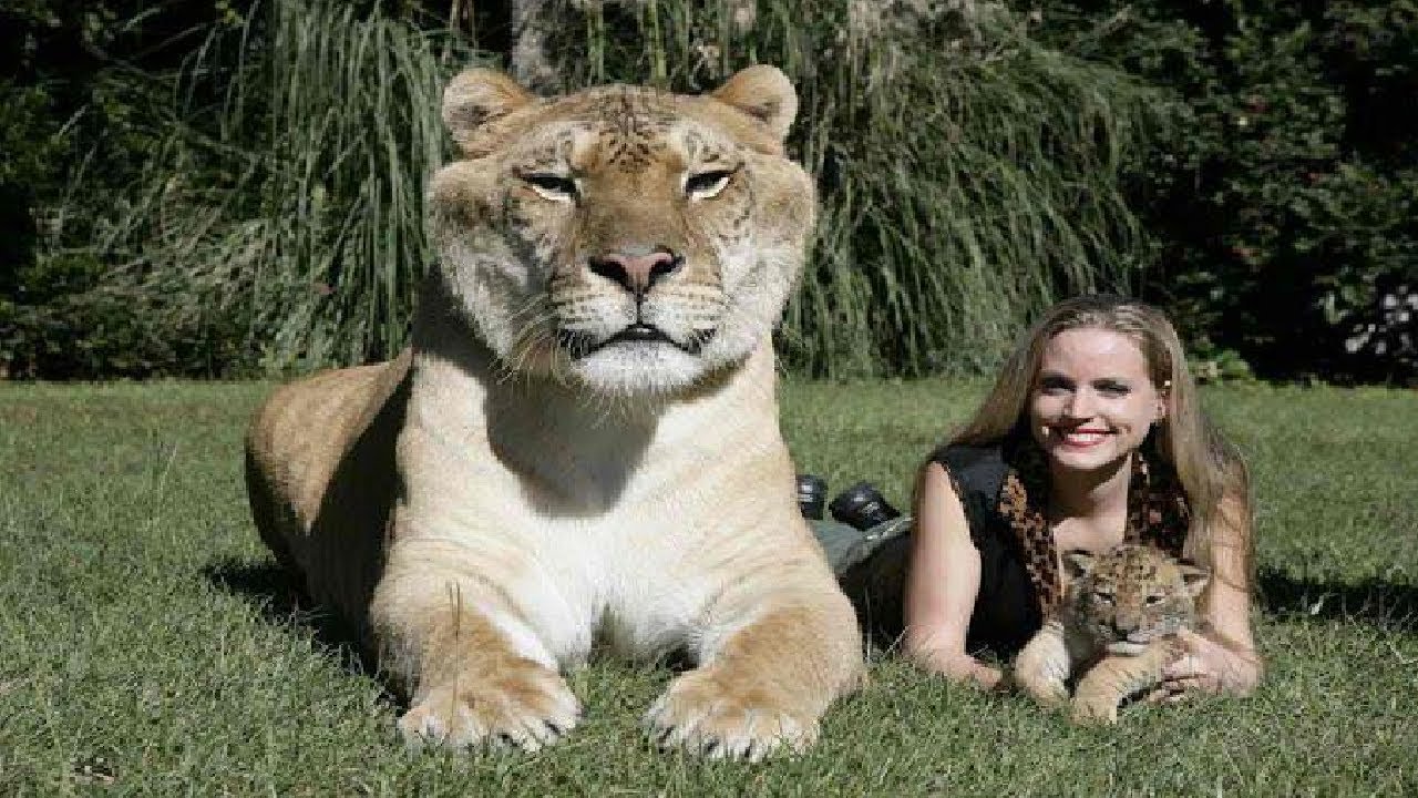 el tigre mas grande del mundo