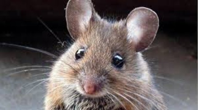 Alerta: dos casos sospechosos de hantavirus generan preocupación