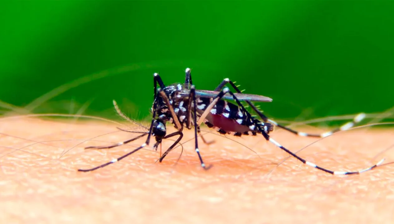 Son 152 los casos de dengue en la provincia de Buenos Aires