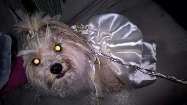 La plantaron en el altar y decidió casarse con su perra