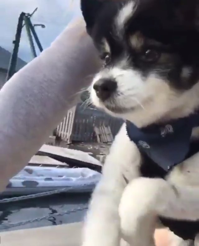 El perrito que pedalea la bicicleta con su dueña ganará tu corazón