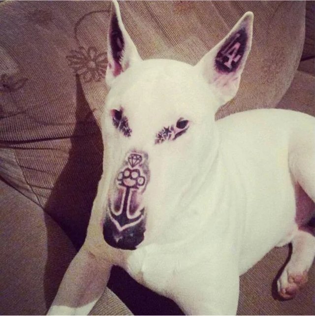 Tatuó a su perro y generó polémica