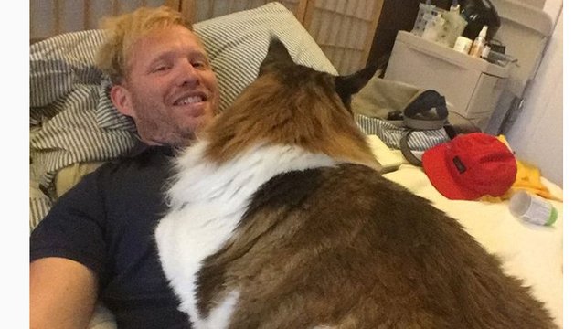 Furor en las redes por el gato más grande de Nueva York