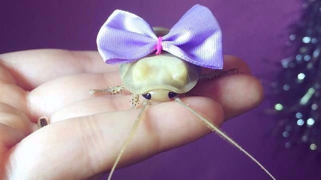 Tiene una cucaracha como mascota y sus fotos son furor en las redes