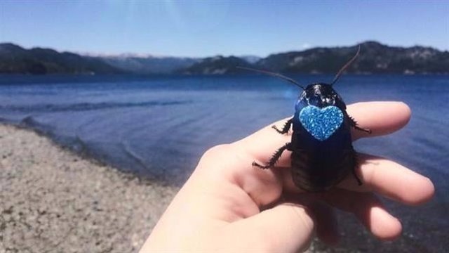 Tiene una cucaracha como mascota y sus fotos son furor en las redes