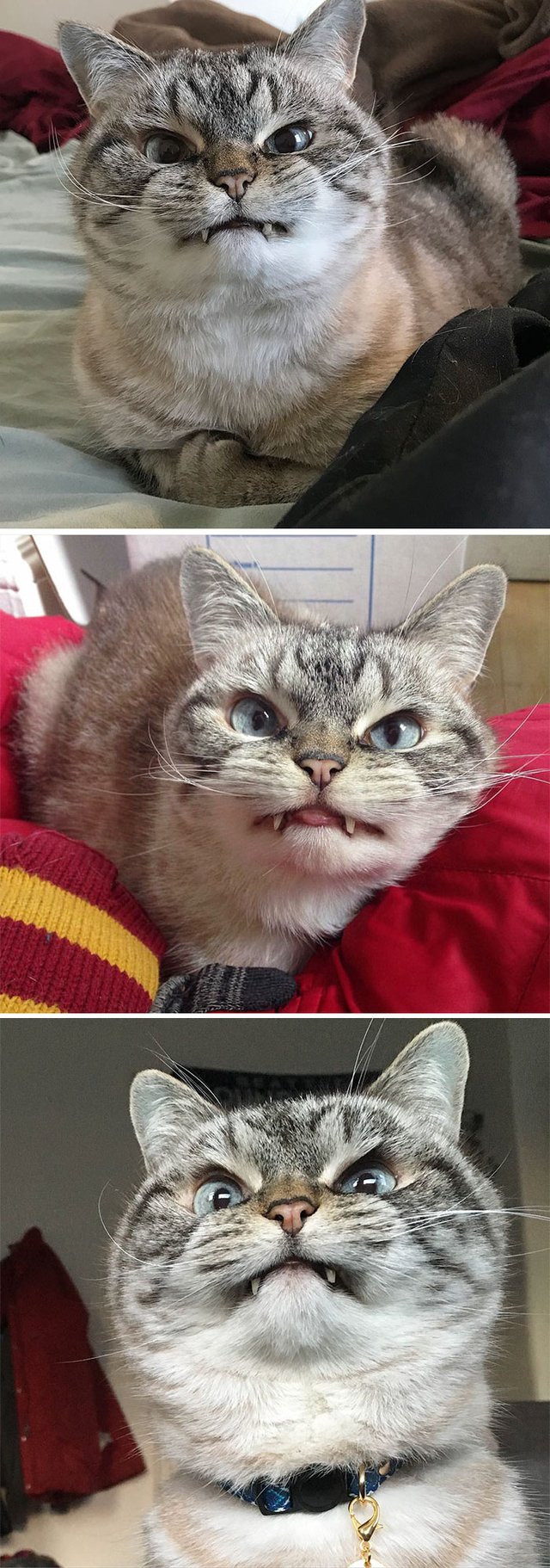 Estos son los gatos más enojados del mundo