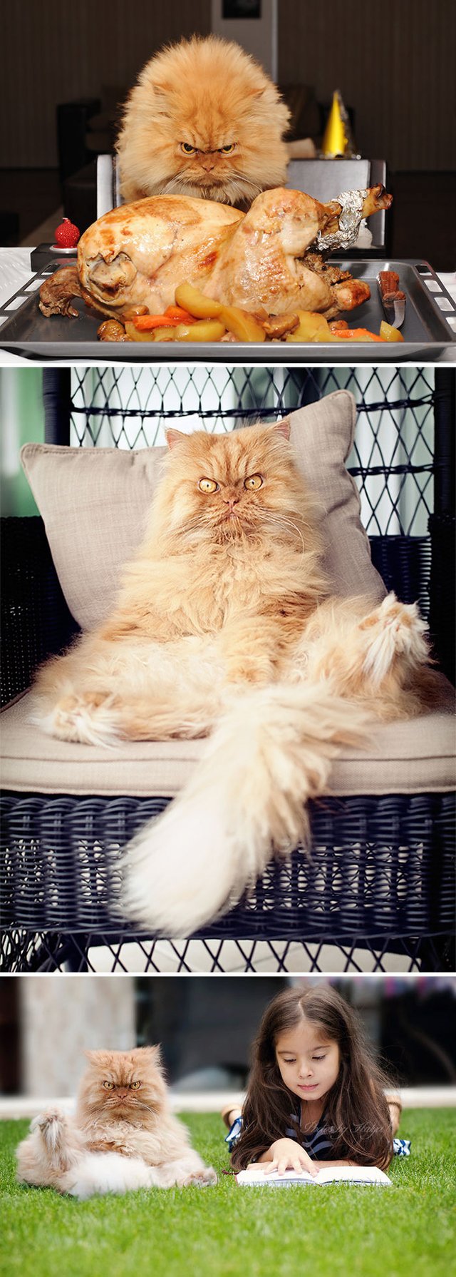 Estos son los gatos más enojados del mundo