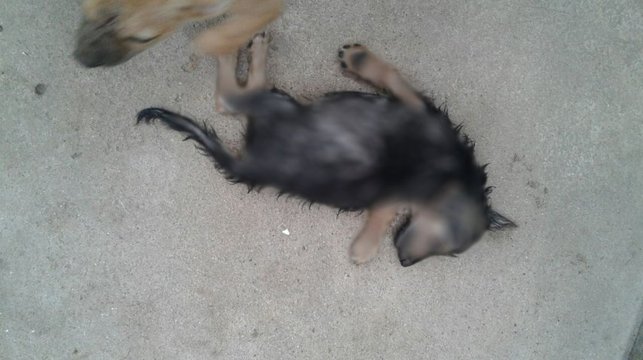 Matan a 37 perros en un refugio de la capital de Córdoba