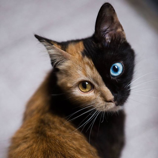 La gata argentina de dos caras que ya es famosa en redes sociales