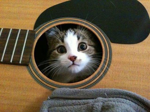 Mirá los lugares más inesperados para encontrar a tu gato