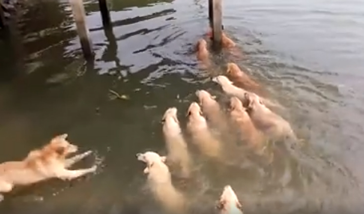 Lo sigue una jauría de perros... ¡pero nadando!