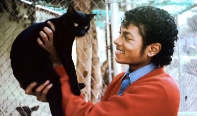 Frágil meditación Posibilidades Encontraron al gato de Michael Jackson perdido en la calle! - Diario  Registrado